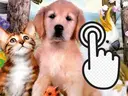 Pets Clicker