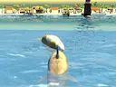 Shark Simulator Beach Killer